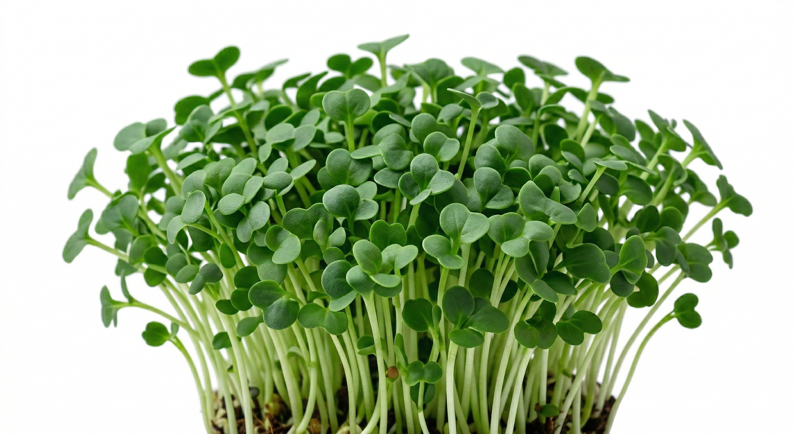 Broccoli microgreens