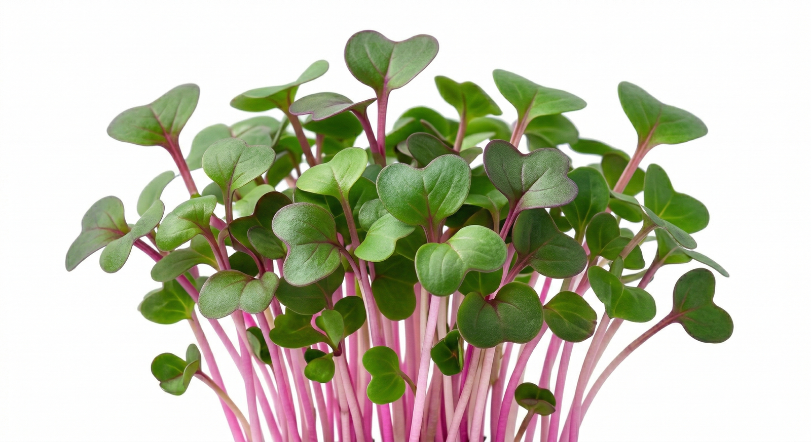 Radish microgreens